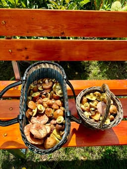 Про карьеру и грибы. image preview