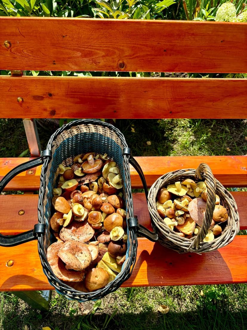 Корзины с собранными грибами на деревянной скамейке в парке