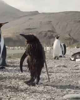 момент когда перестают спрашивать о нормальности image preview