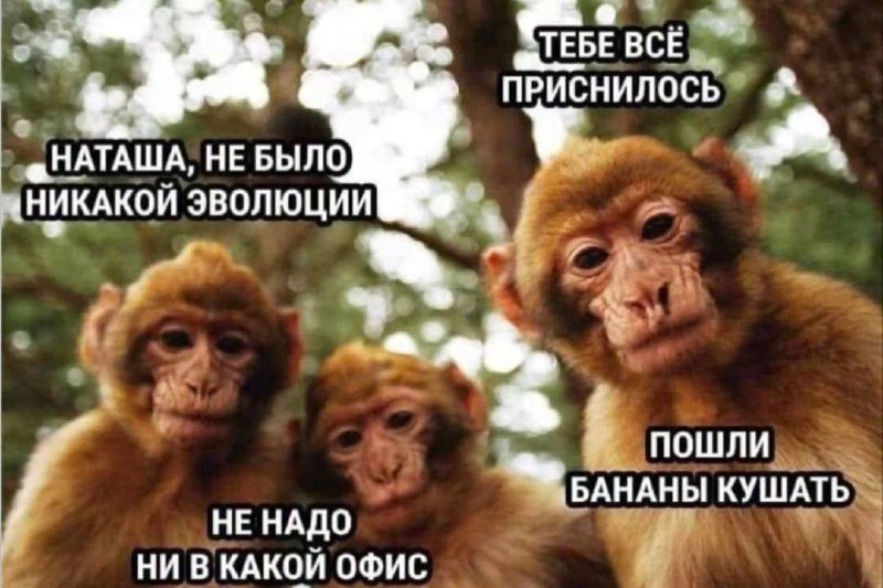 Как отправить мем в чат @employeetears image preview