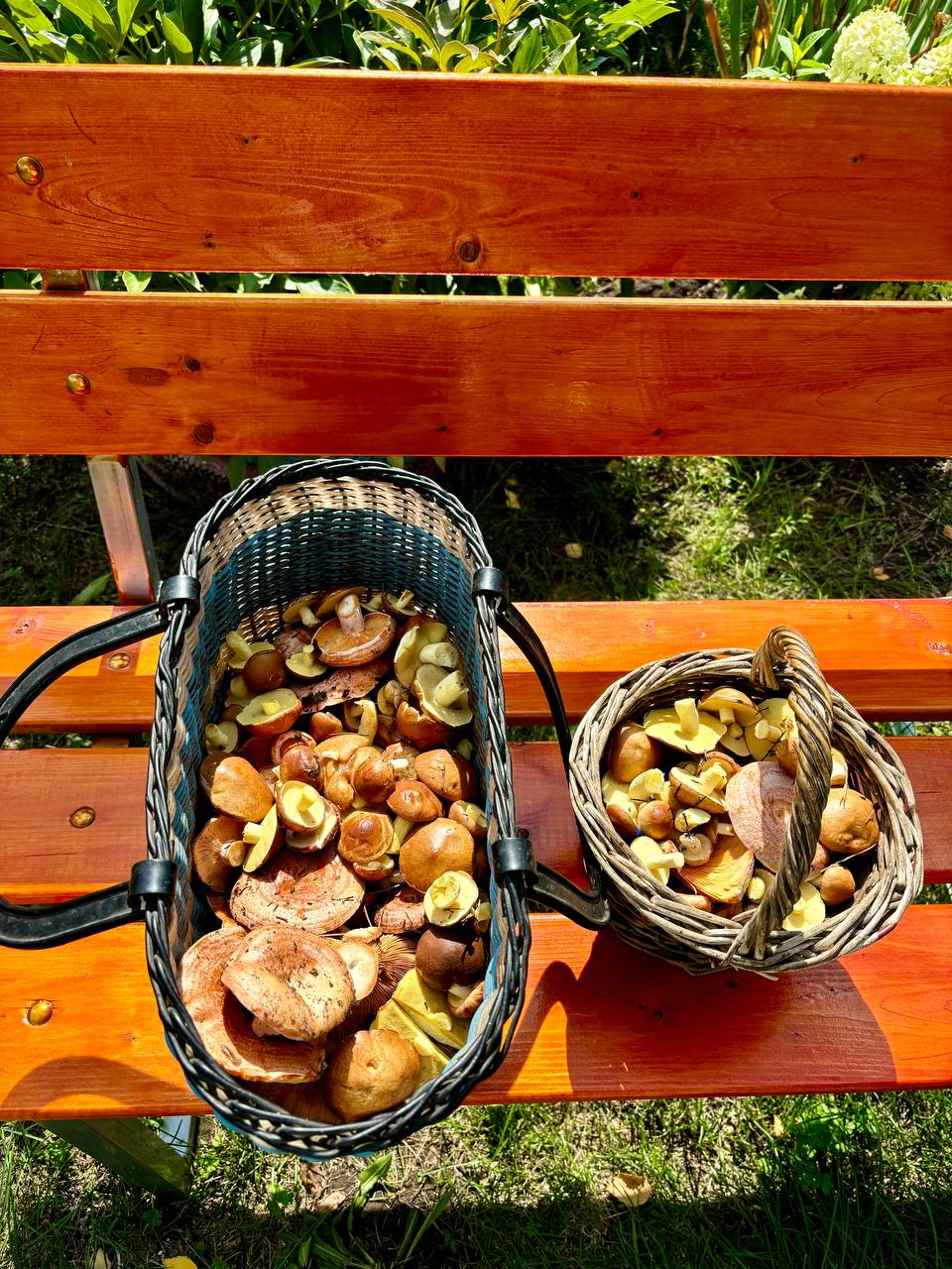 Карьера и грибы: важность контекста в оценке результатов image preview